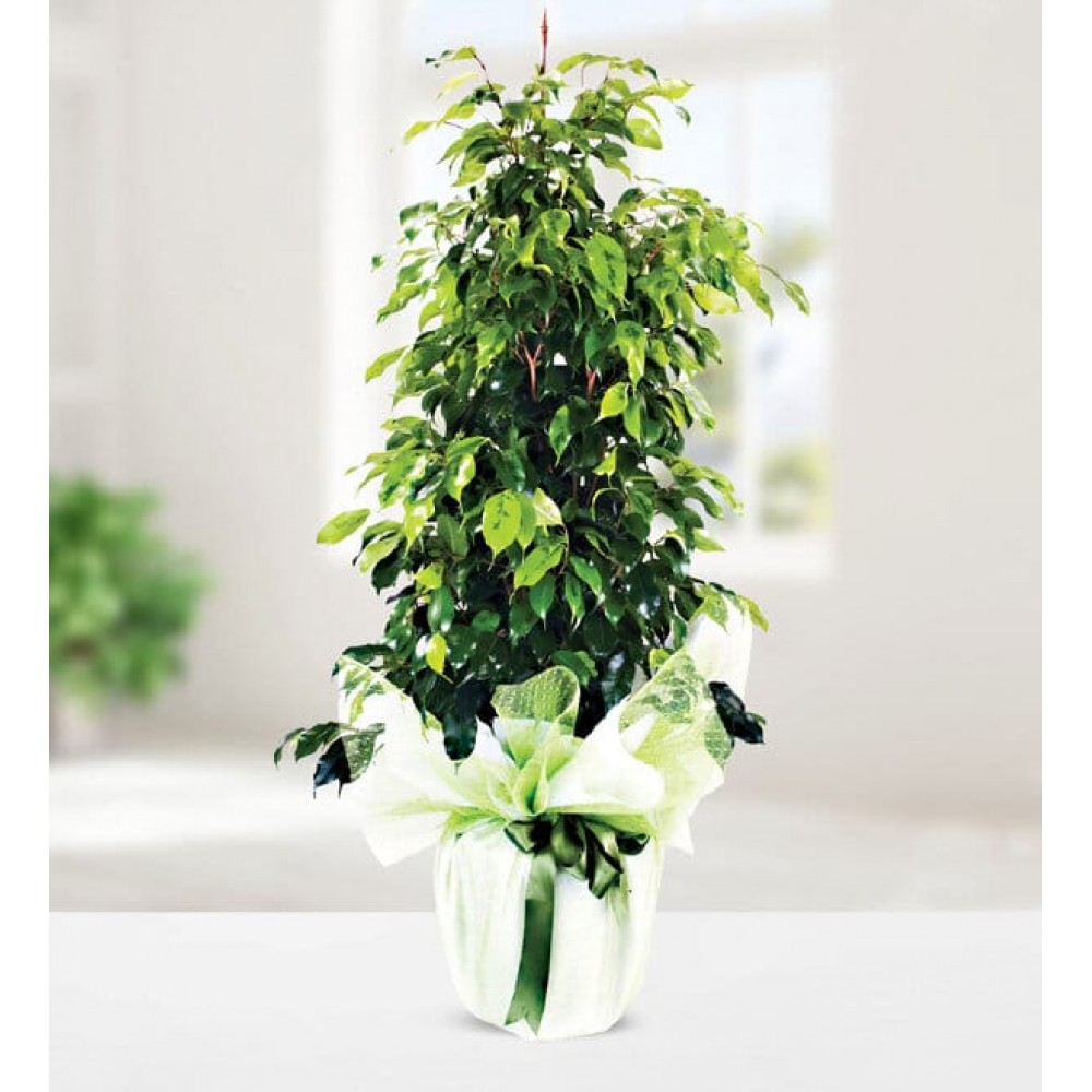 Ficus Benjamin 
